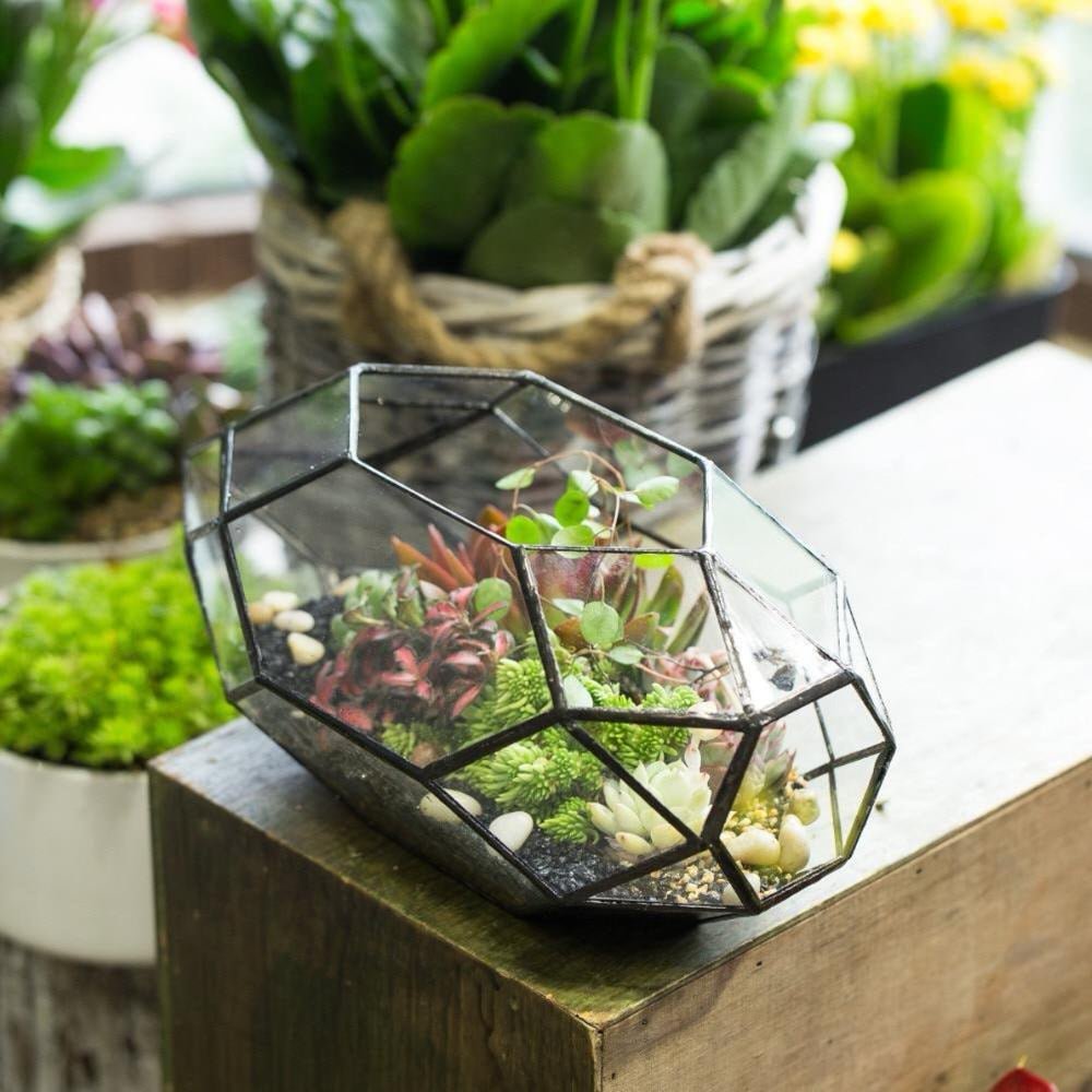 Irregular Oval Shaped Glass Terrarium