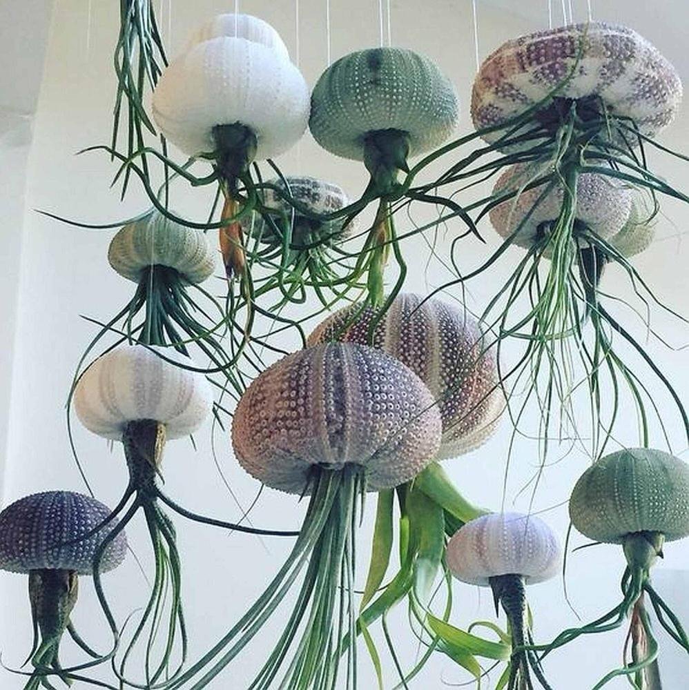 sea urchin air plant planters