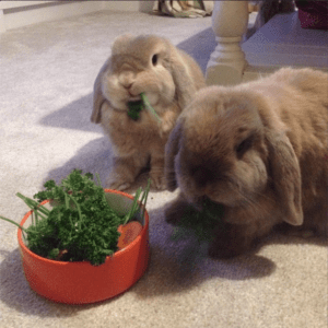 5 of my Favourite Animal Instagram Accounts