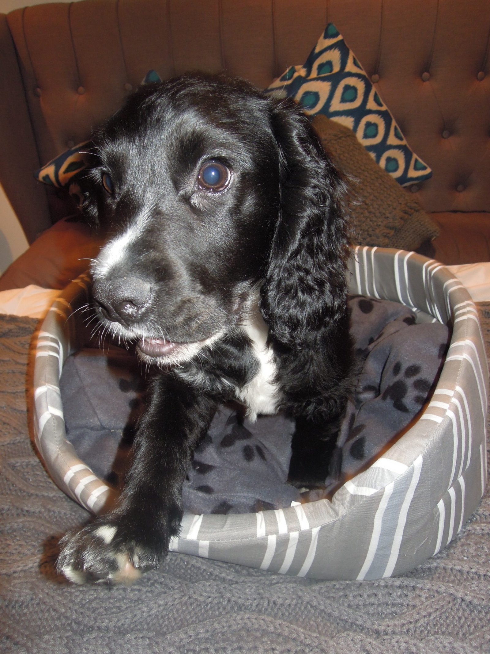 5 Stylish Dog Beds for your New Puppy