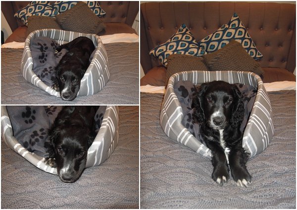 stylish dog bed