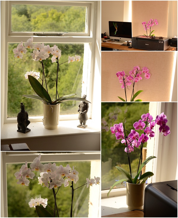 Bringing Nature Indoors – Keeping Orchids Alive!