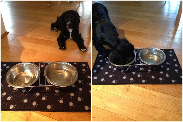5 Stylish Feeding and Water Bowls for you Dog