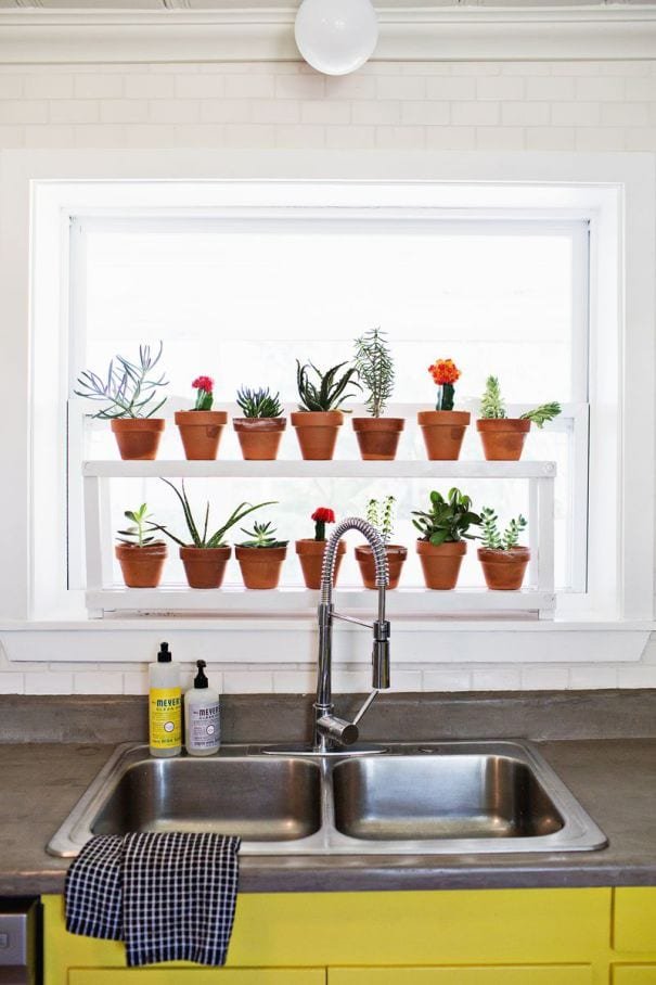 House plants on a kitchen shelf