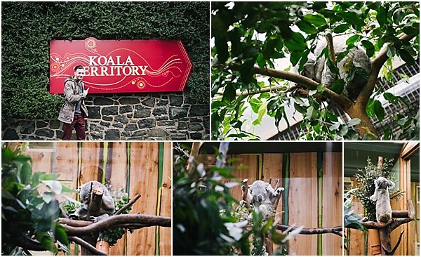 Koalas in the UK - Edinburgh Zoo