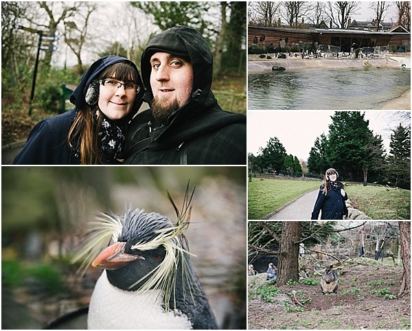 Edinburgh Zoo Penguins 