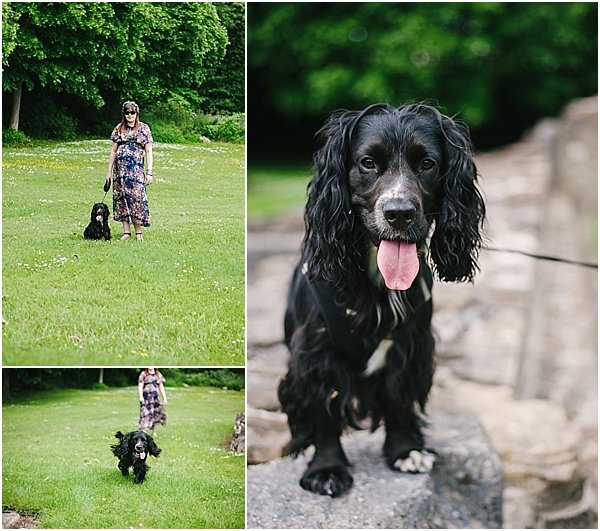 cocker spaniel neath