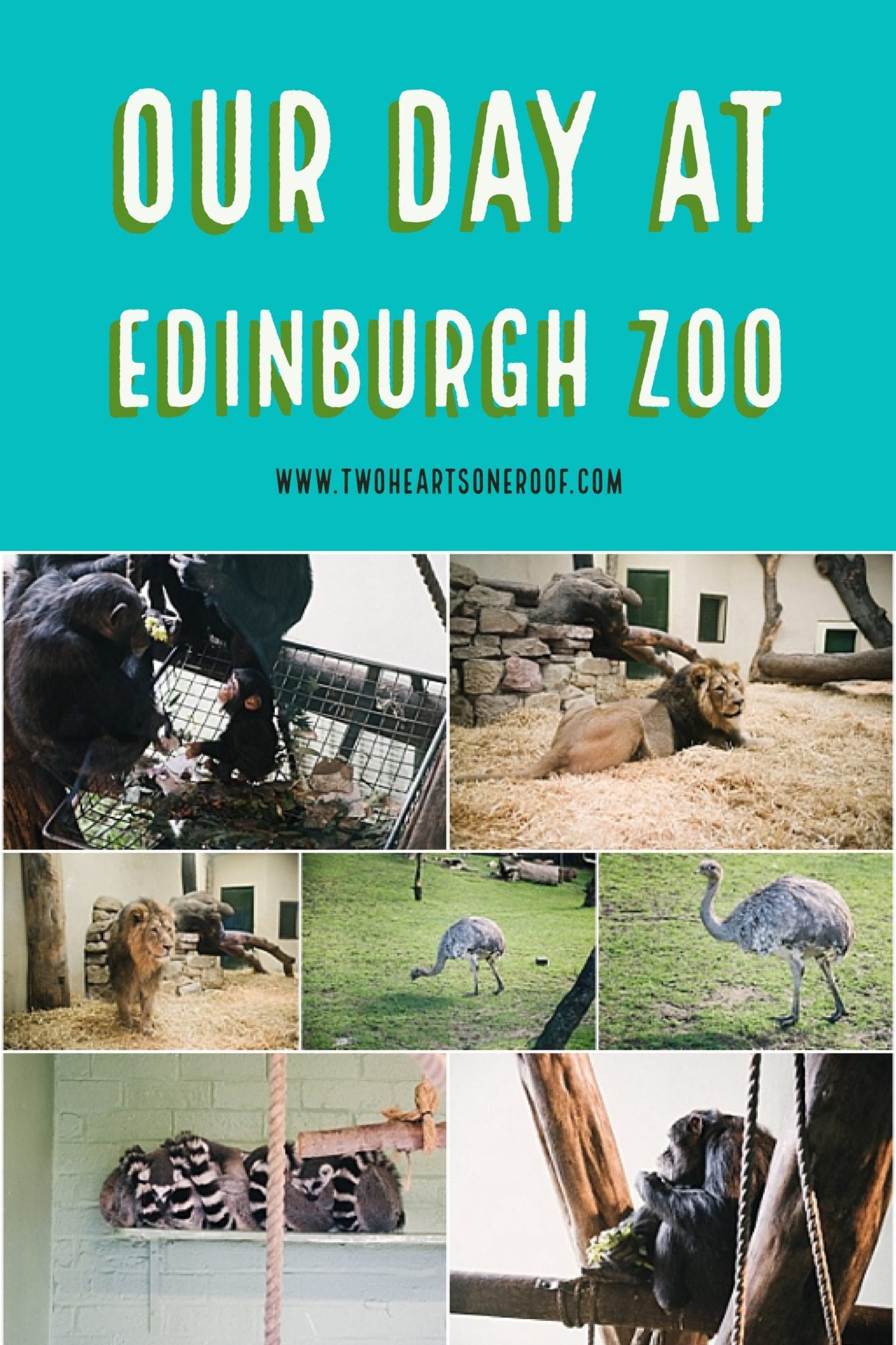 Our Day at Edinburgh Zoo