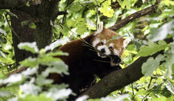 things to photograph - wildlife photography