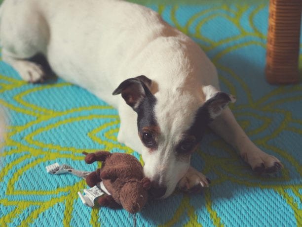 things to photograph - pet photography