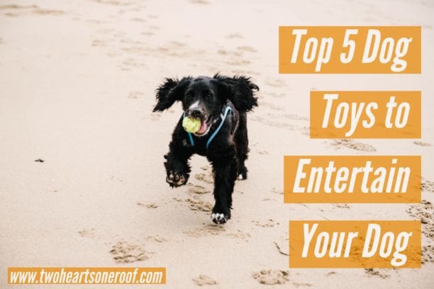 Top 5 Dog Toys to Entertain your Dog – How to stop dogs destroying your home