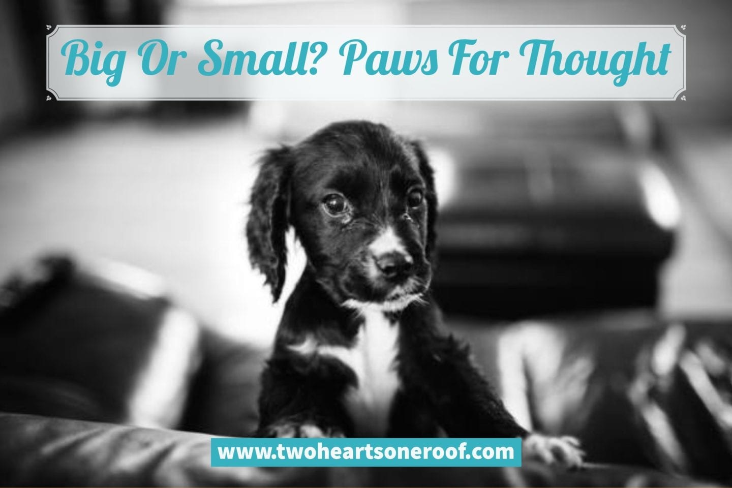 Big Or Small? Paws For Thought – What Pet Is Best For Your Family