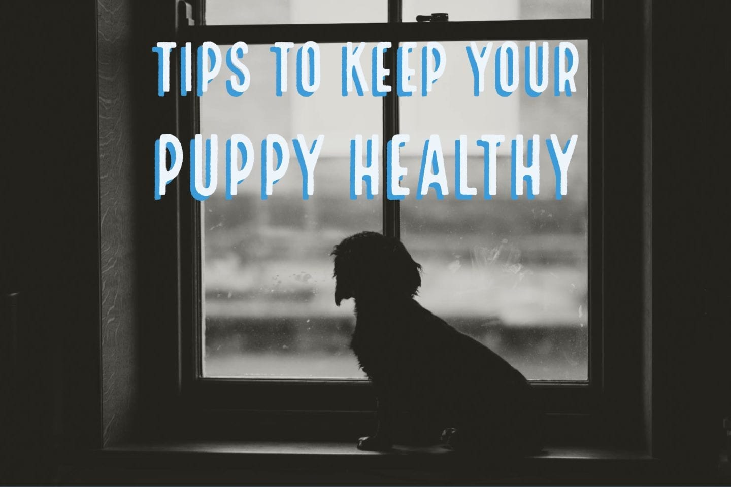 How To Keep Your Puppy Healthy Between Vet Visits