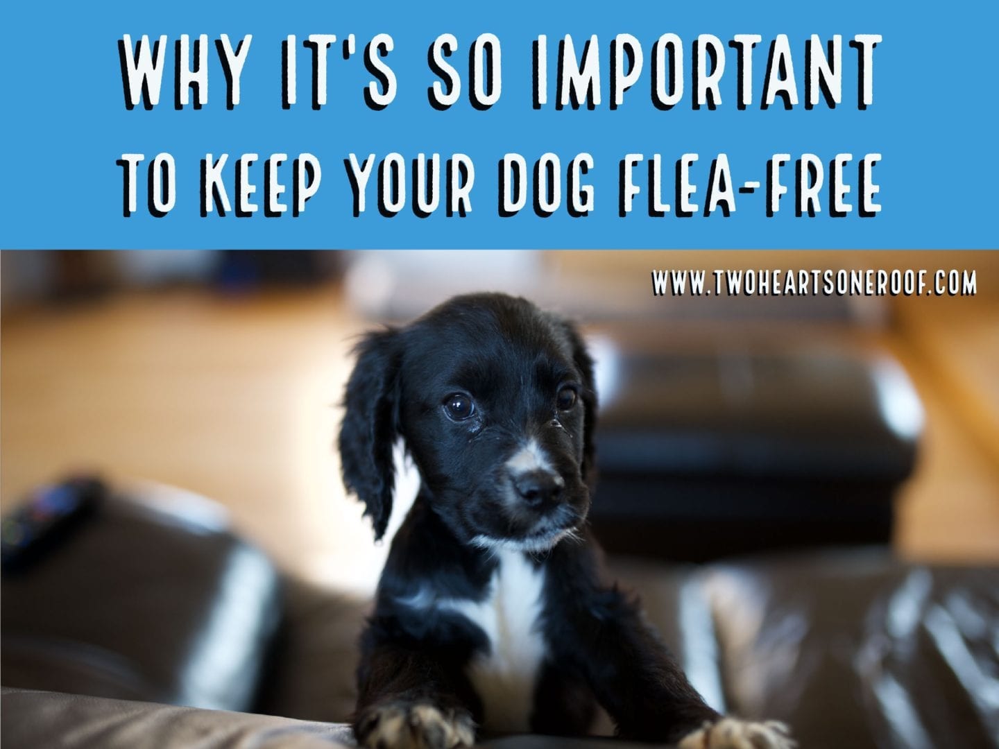 Why It’s So Important To Keep Your Dog Flea-Free