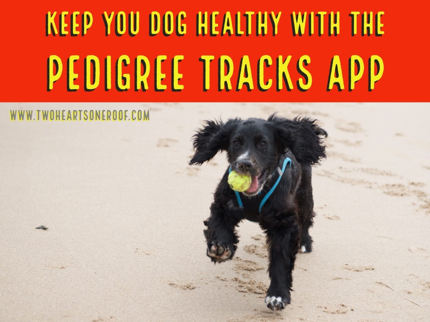 Keep You Dog Healthy With The Pedigree Tracks App