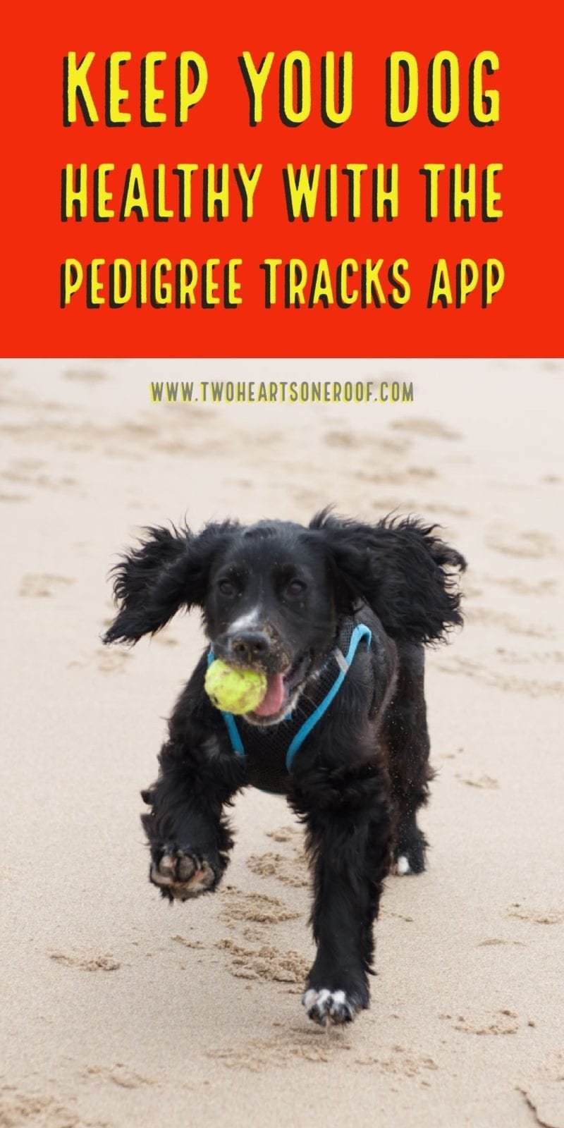 Pedigree tracks app - dog fitness app