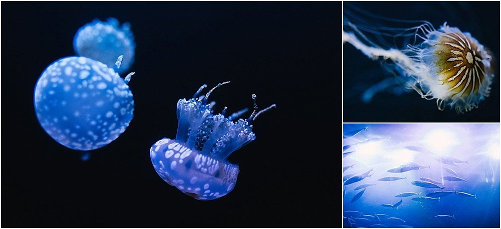 places to visit in San Fransisco with kids - aquarium of the bay