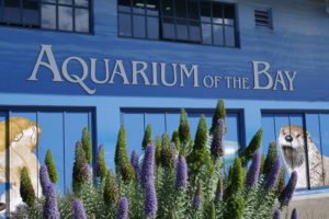 Our Adventures // Top Places to Visit in San Fransisco with Kids – A 48 Hour Whirlwind Trip To San Fran