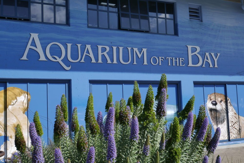 Our Adventures // Top Places to Visit in San Fransisco with Kids – A 48 Hour Whirlwind Trip To San Fran