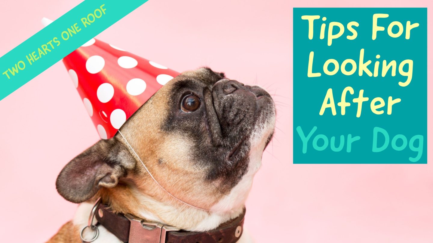 Pets // The Most Important Part Of Their Life – Looking After Your Dog