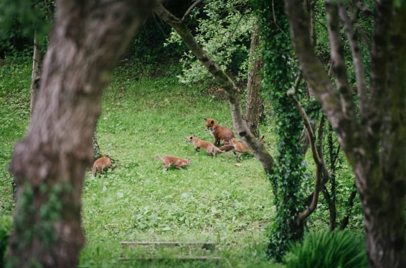 Wild fox mother and cubs in Wales