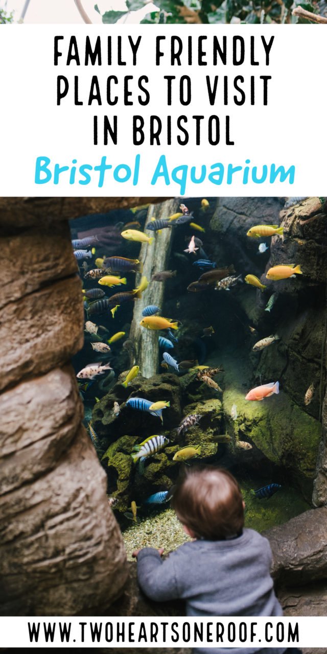 Family friendly places to visit in bristol with a toddler. Bristol aquarium tips