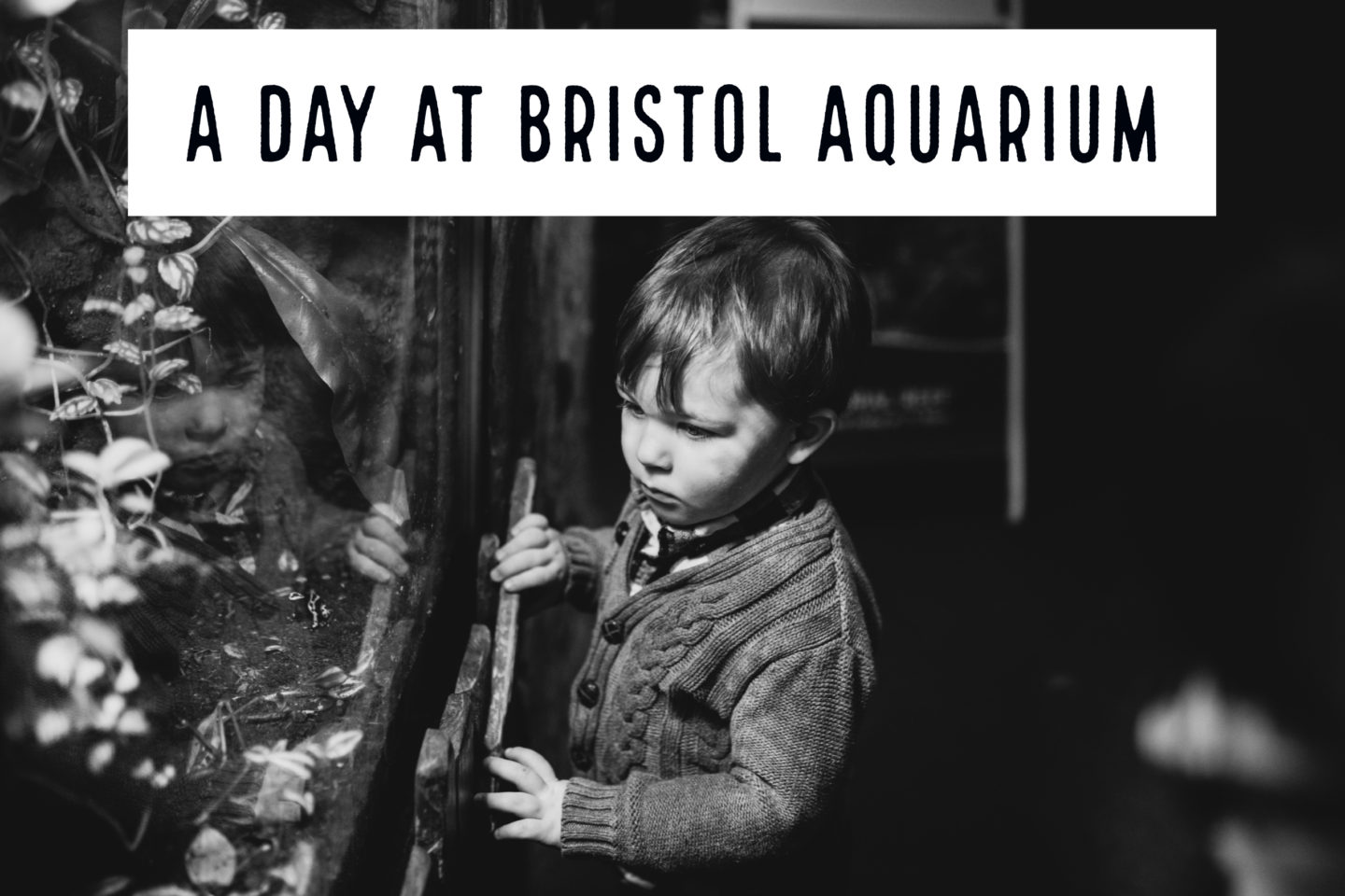 Our Adventures // A Day at Bristol Aquarium – Family Friendly Places to Visit in Bristol