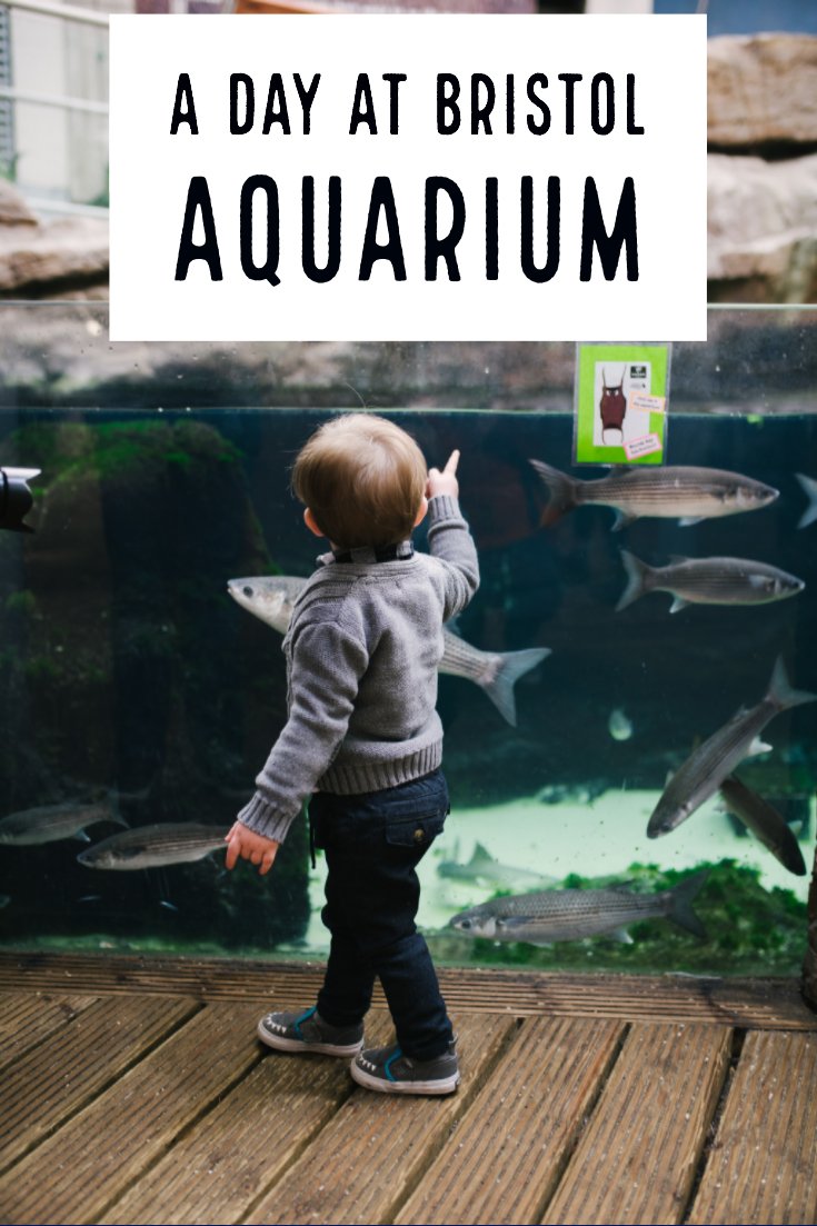 Bristol Aquarium Review - Family friendly places to visit in Bristol