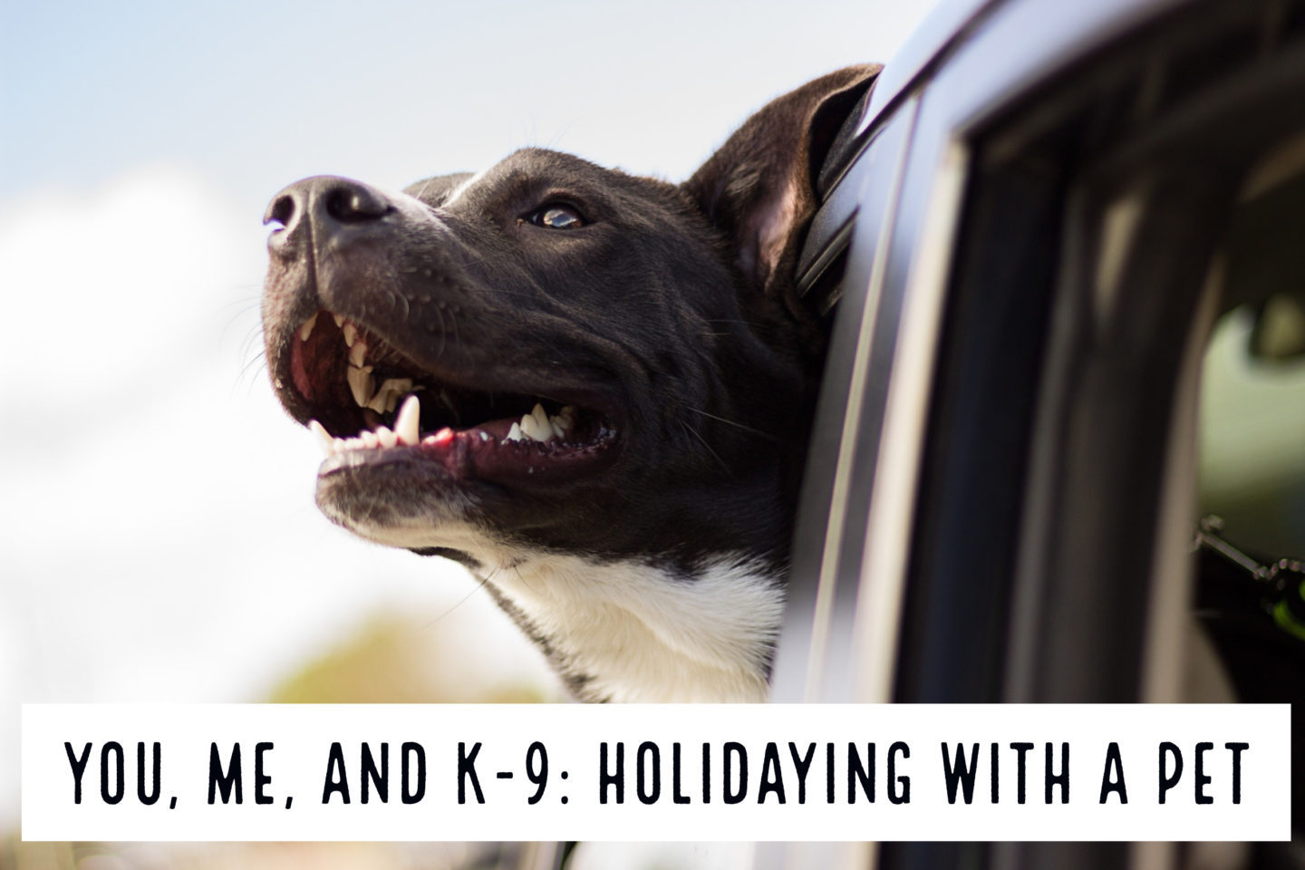 Pets // You, Me, And K-9: Holidaying With A Pet