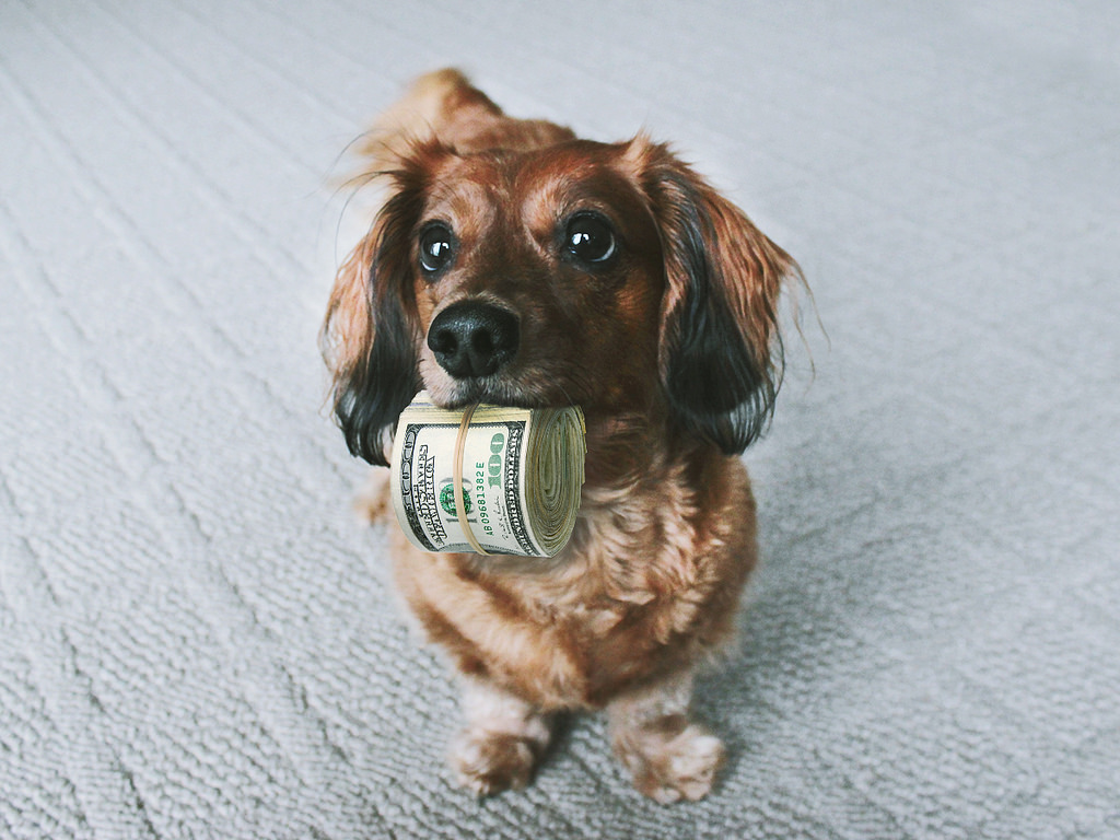 Pets // 7 Ways To Save Money On Your Pets