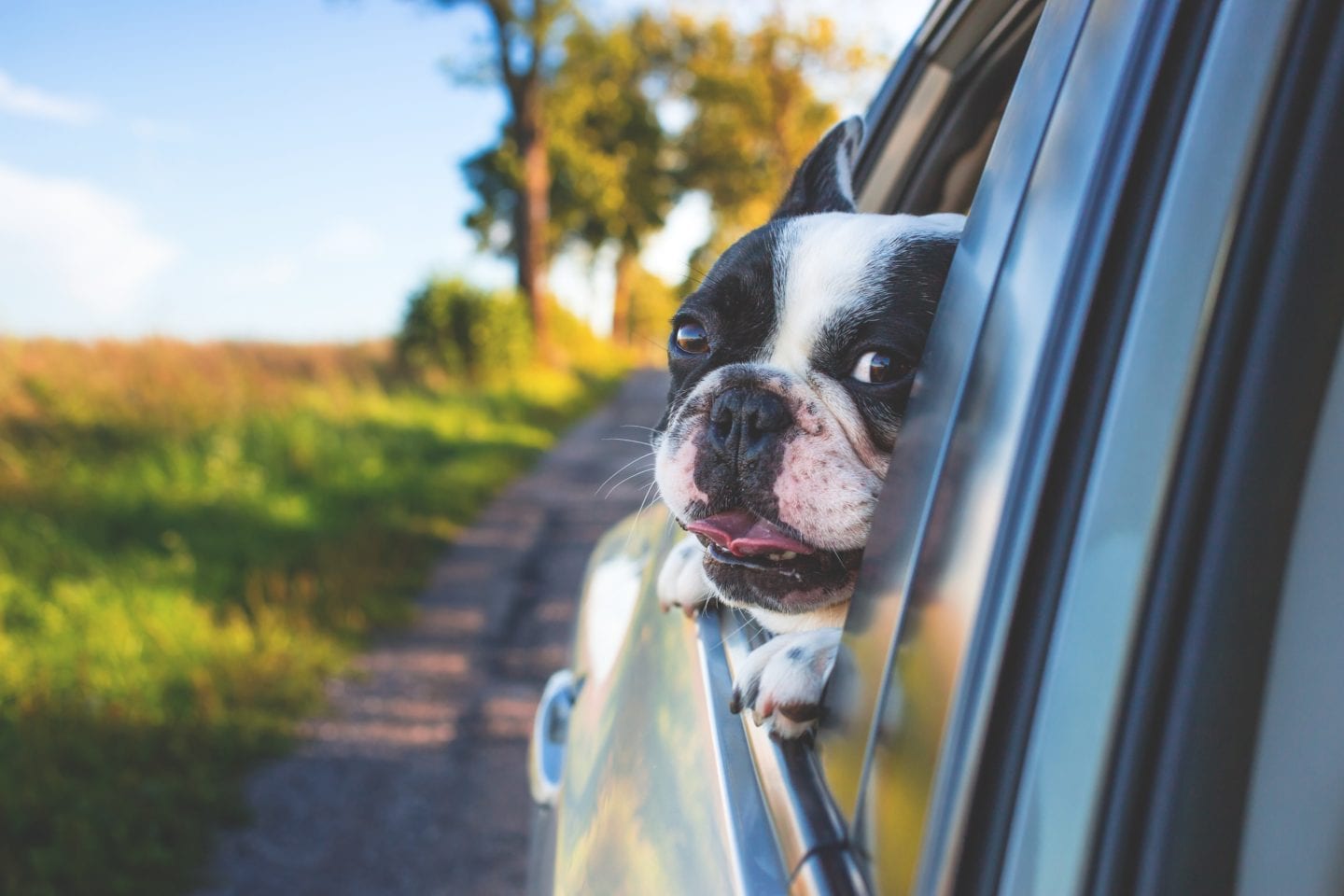 Pets // Staying Sane Whilst Driving With Pets