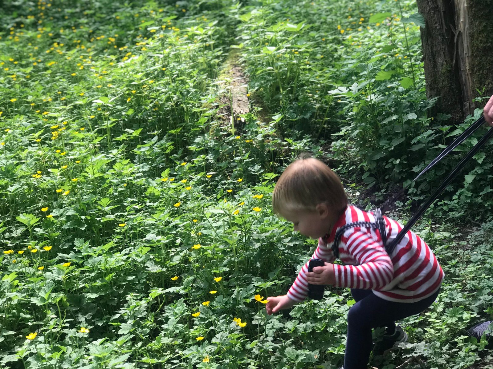 Fairy Glen - places to visit with kids in Lancashire 