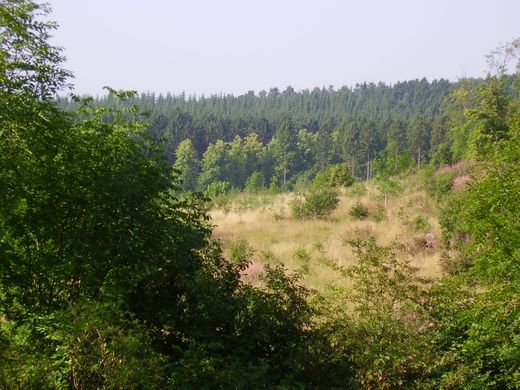 Wendover Woods - Places to visit in Bucks