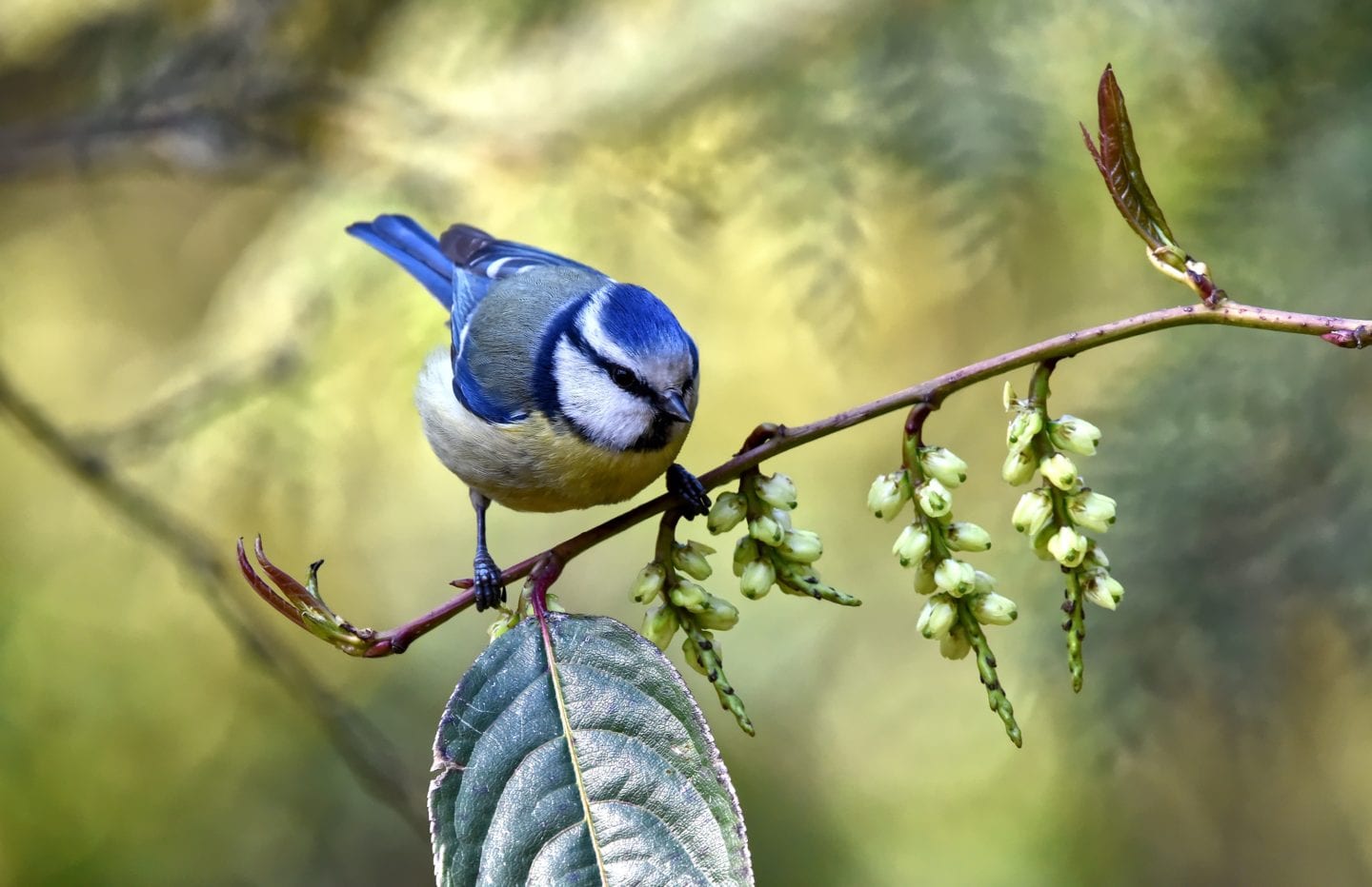 Garden Design // Top Tips For Attracting Birds To The Garden