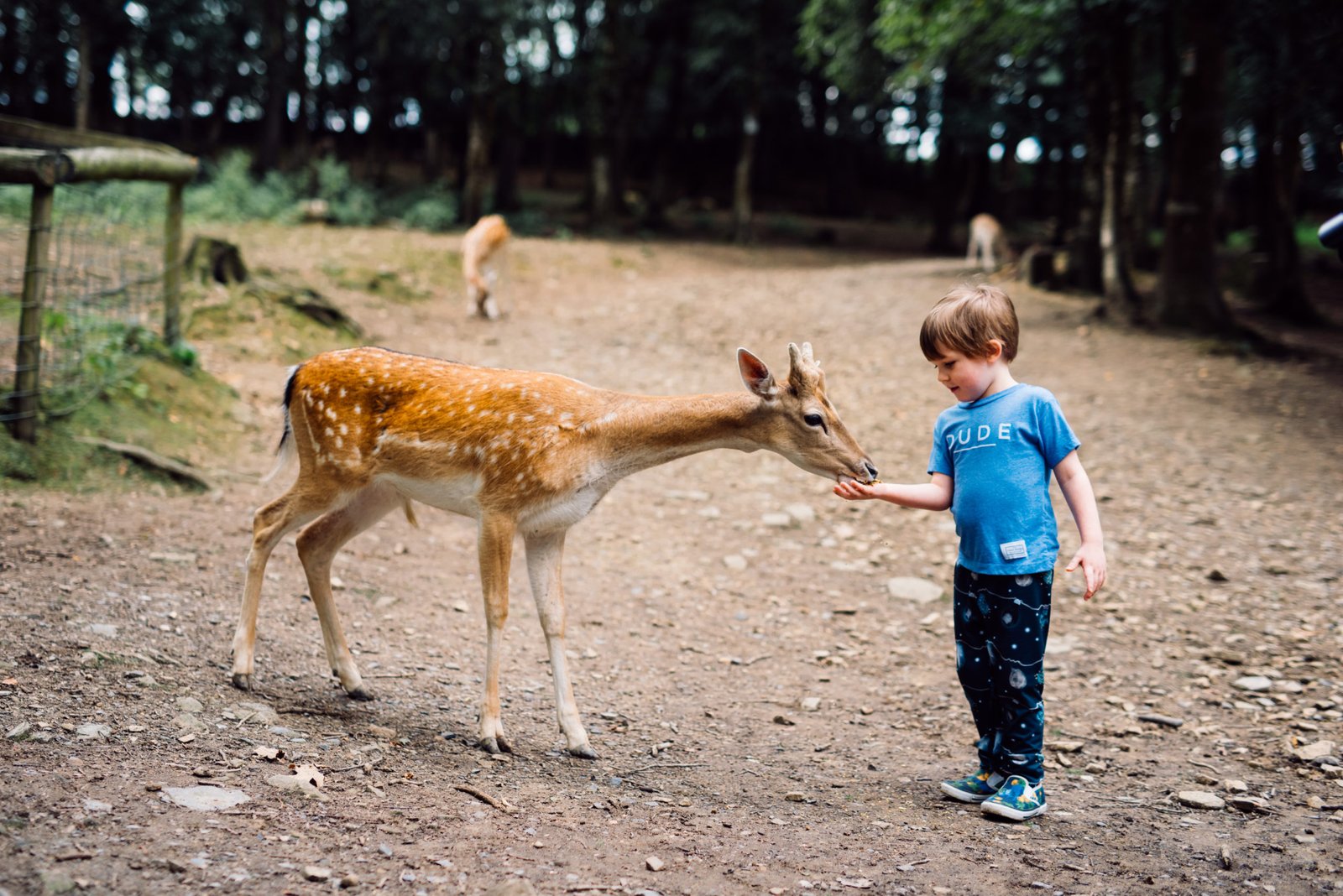 Tamar Otter and Deer Park - Family Friendly Break In Cornwall