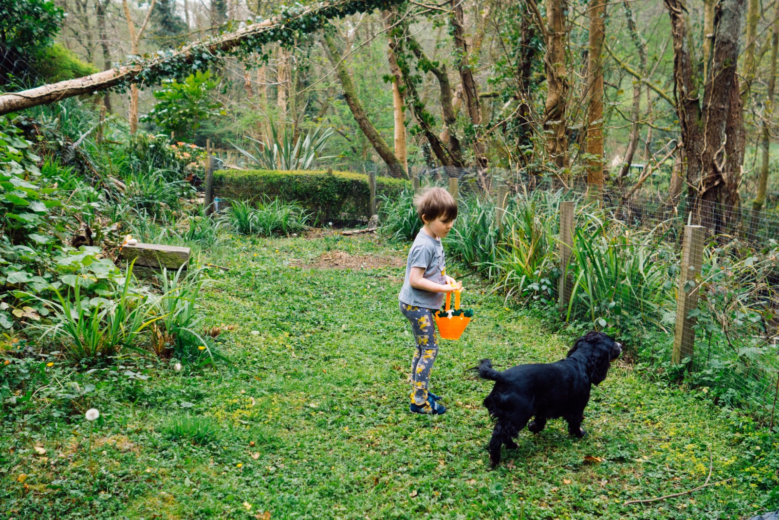 Looking for eggs in the garden 