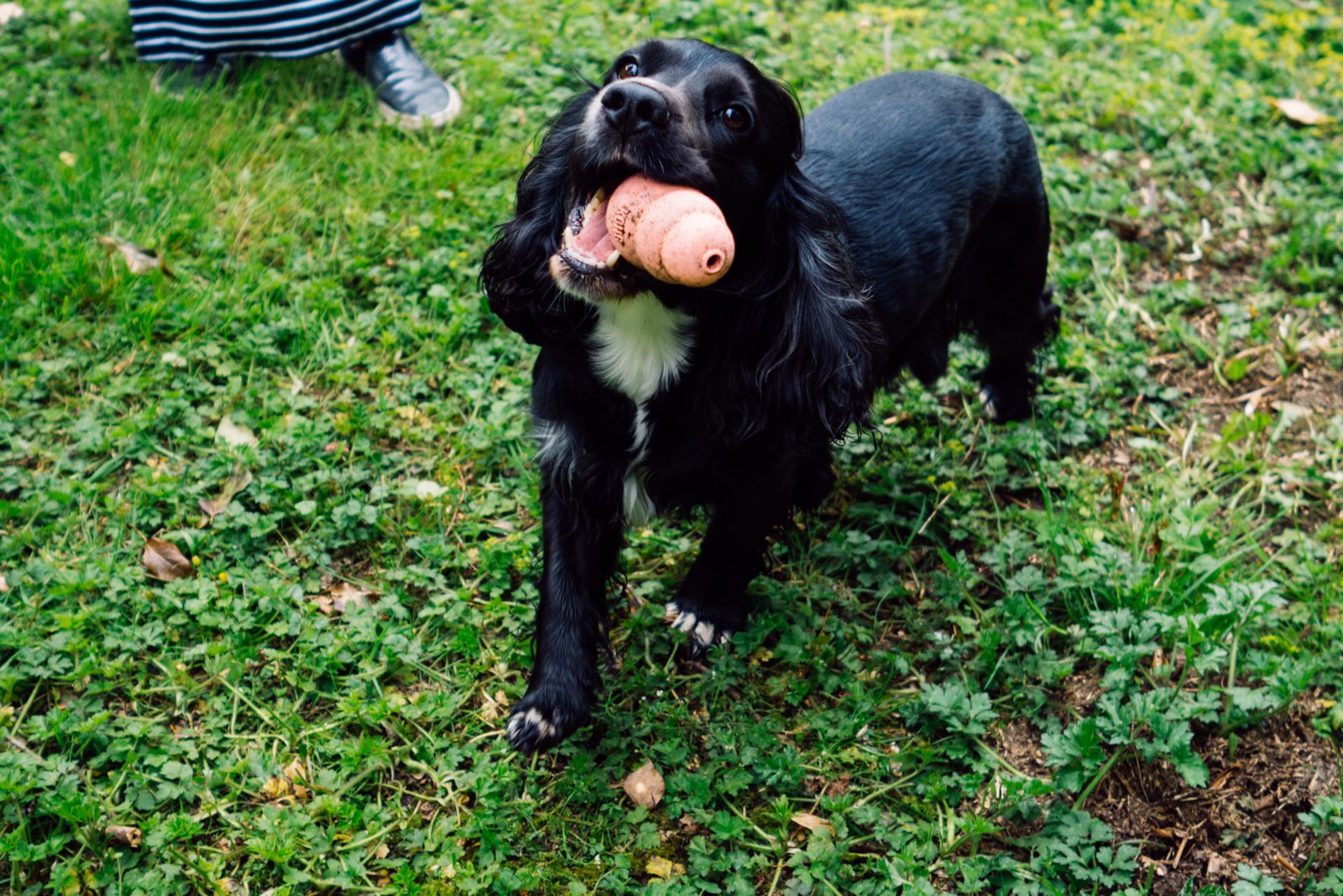 black cocker spaniel with pink kong dog toy