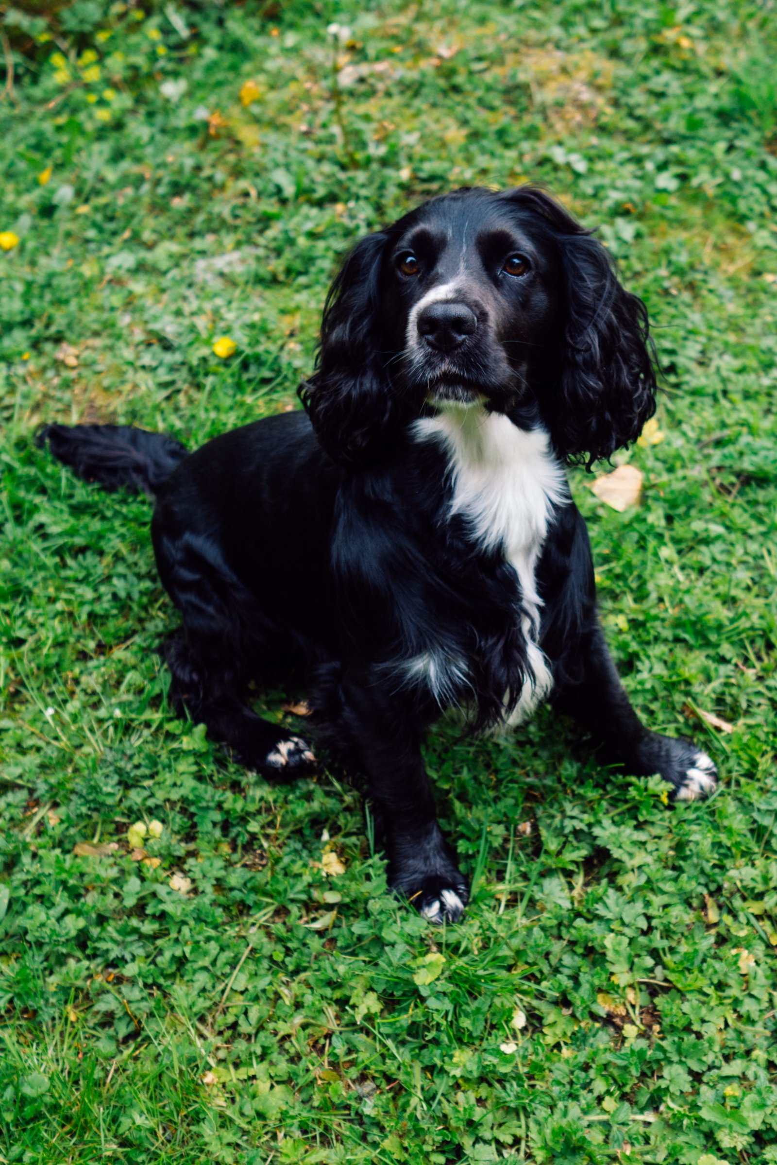 black Male cocker spaniel dog