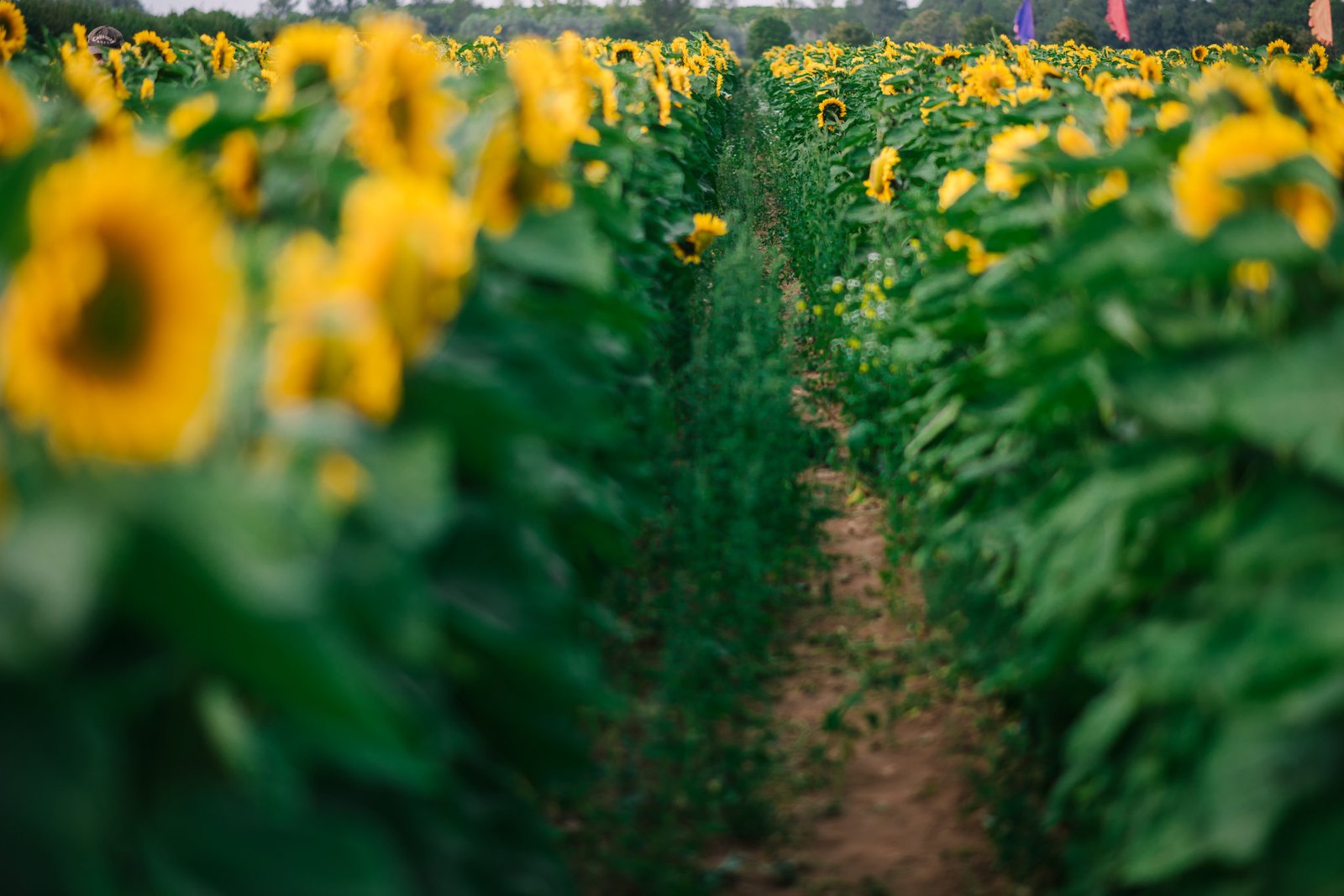 sunflower field 