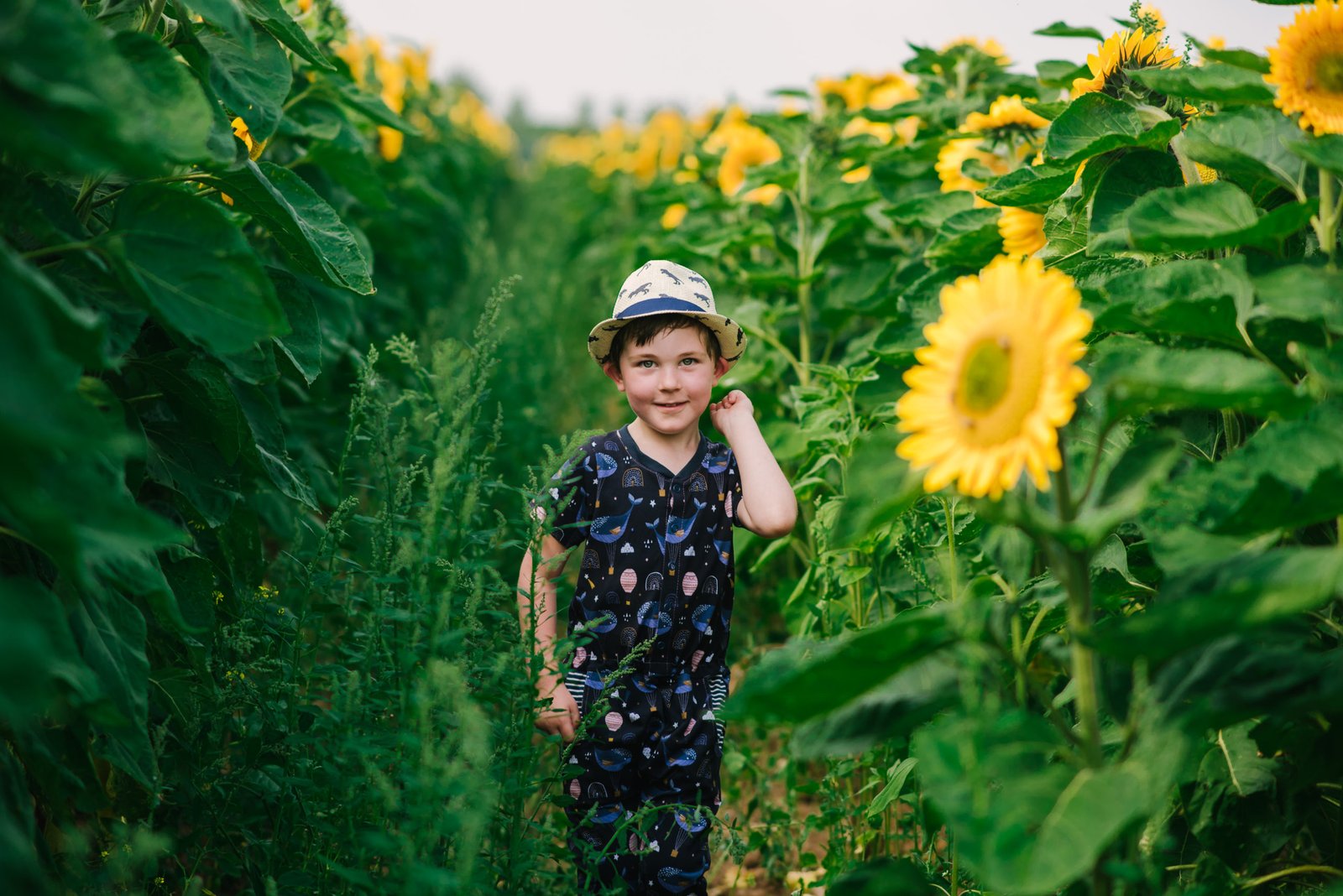 sunflower field photos 