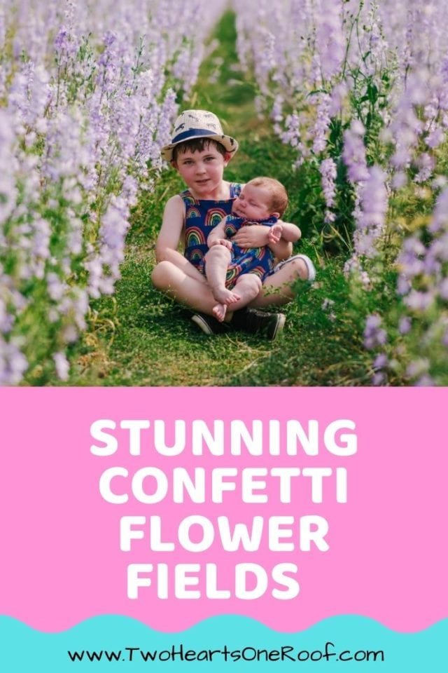 The Real Confetti Flower Fields 