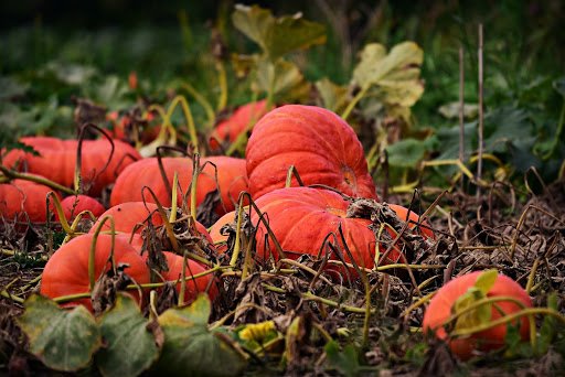 pumpkins