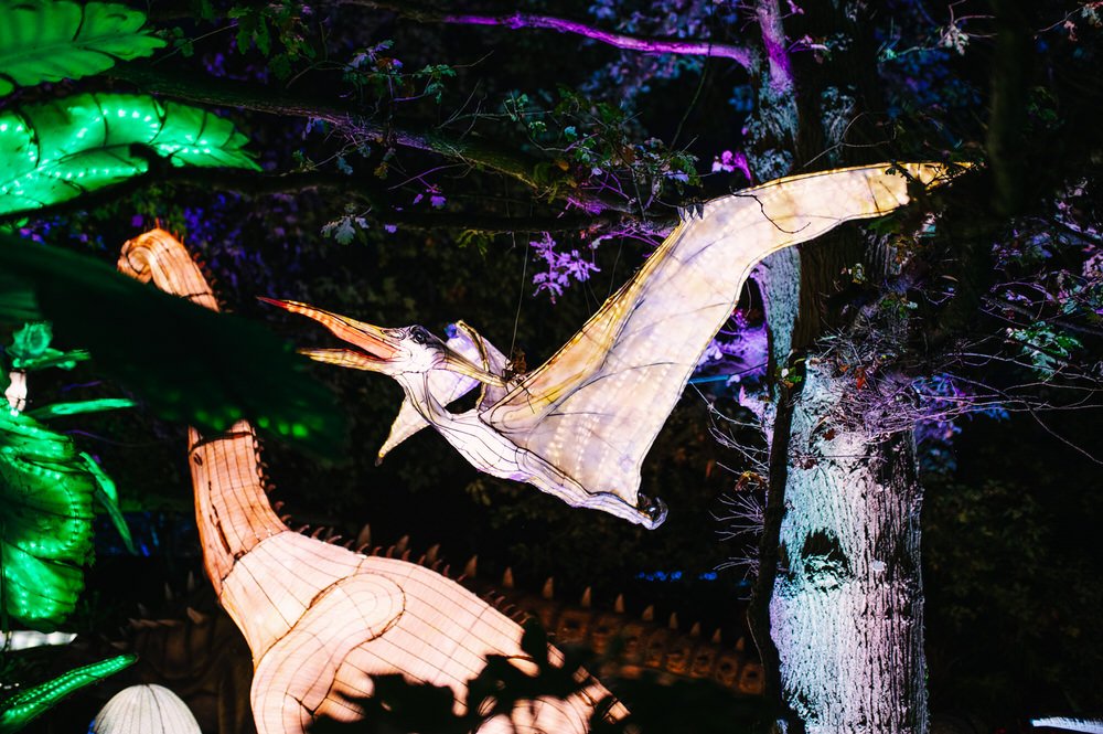 Dinosaur Lanterns in West Midlands Safari Park 