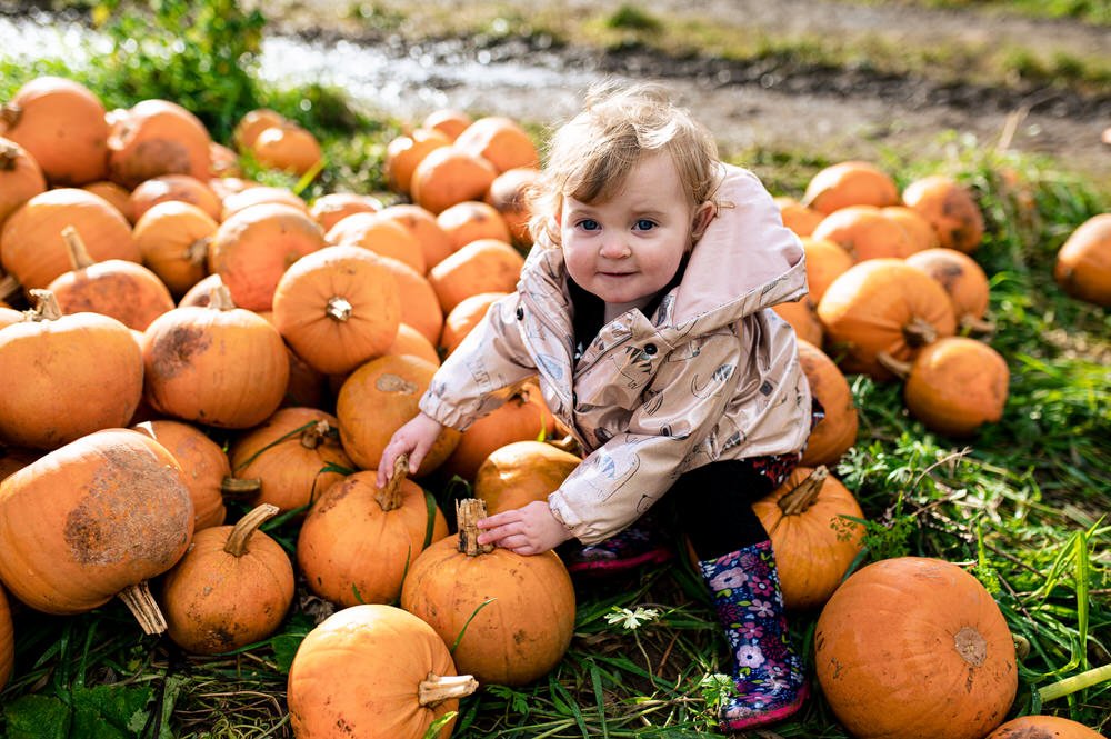 Pumpkin Picking at Gower Fresh Christmas Tree Farm