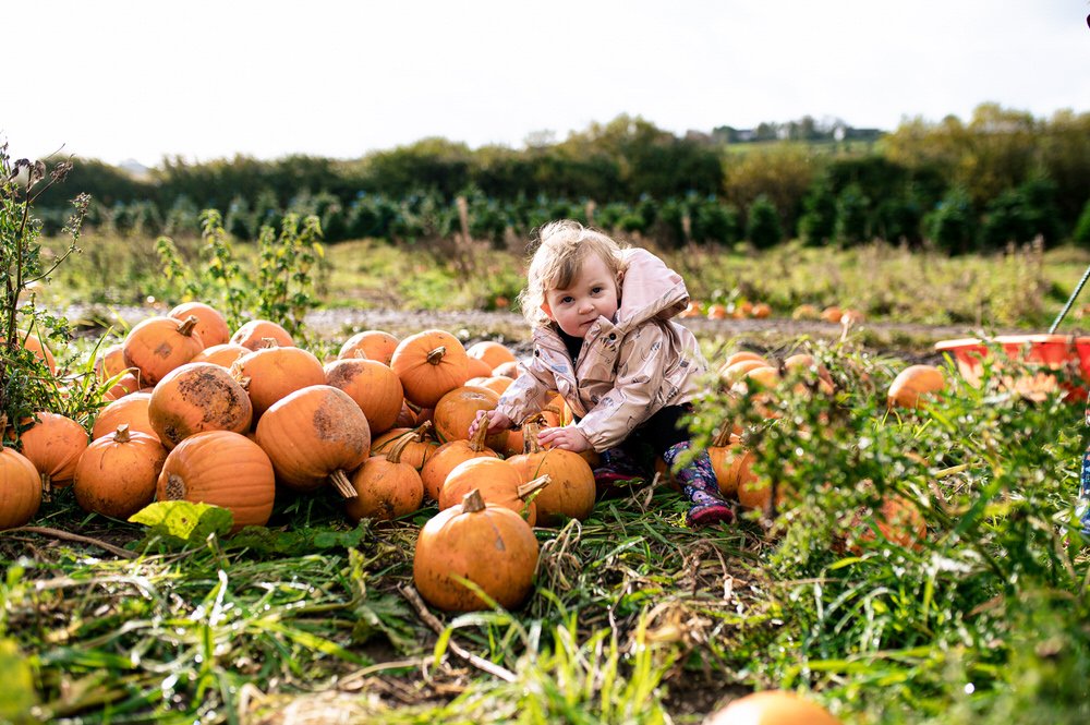 Pumpkin picking Swansea 