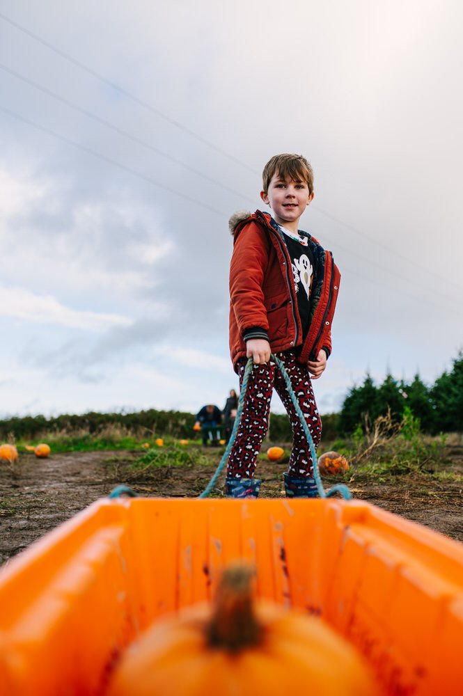 pumpkin picking Swansea 