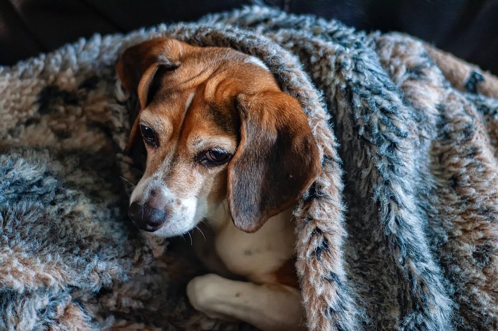 finding the best dog blankets