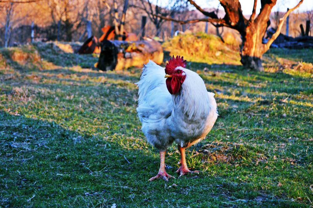 The Beginner’s Guide To Caring For Chickens