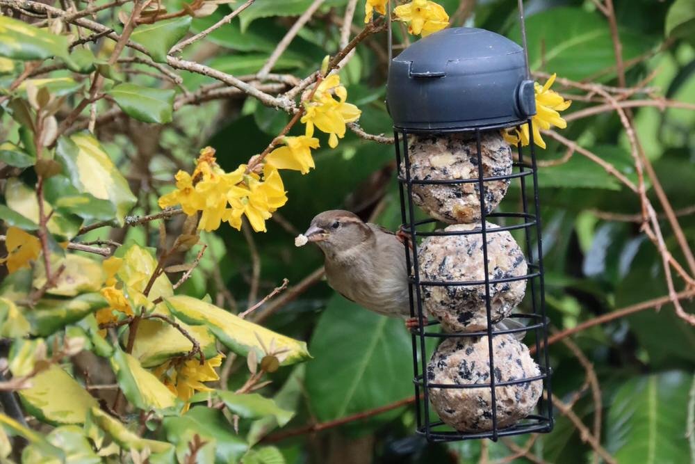 Henry Bell Bird Feeder