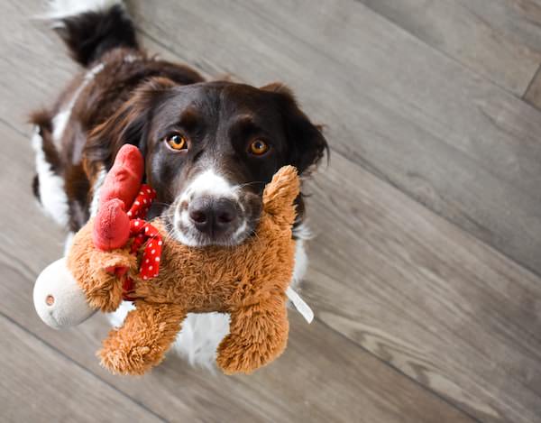 The 3 Helpful Tips To Improve Your Dog’s Gut Health